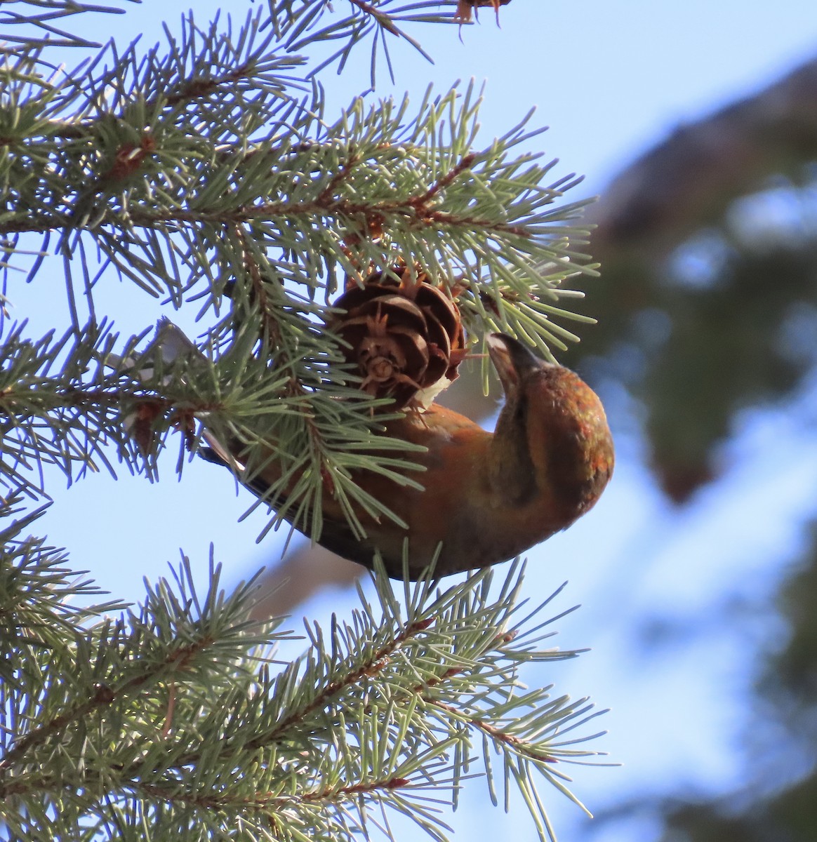 Red Crossbill - ML615101748