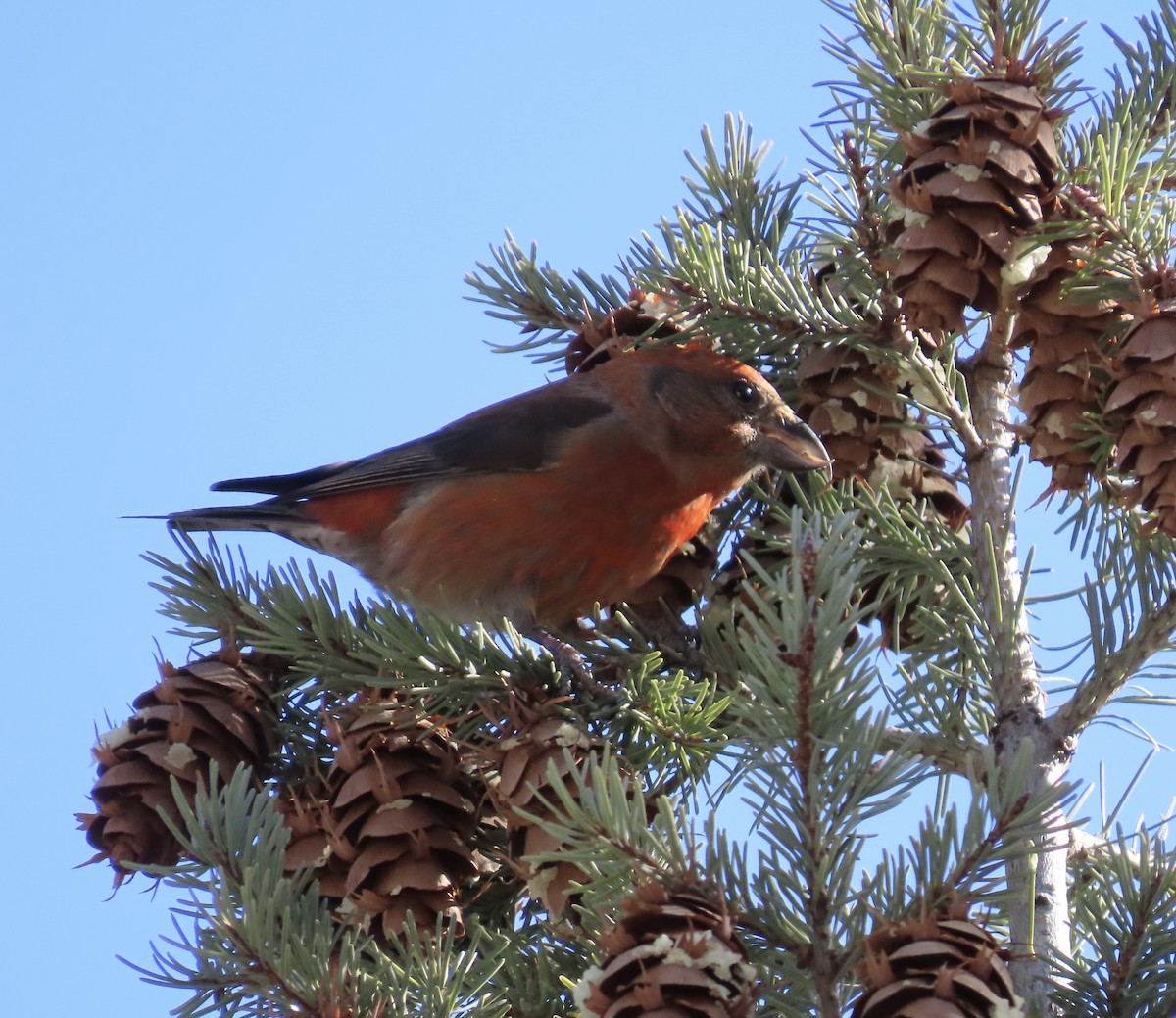 Red Crossbill - ML615101749