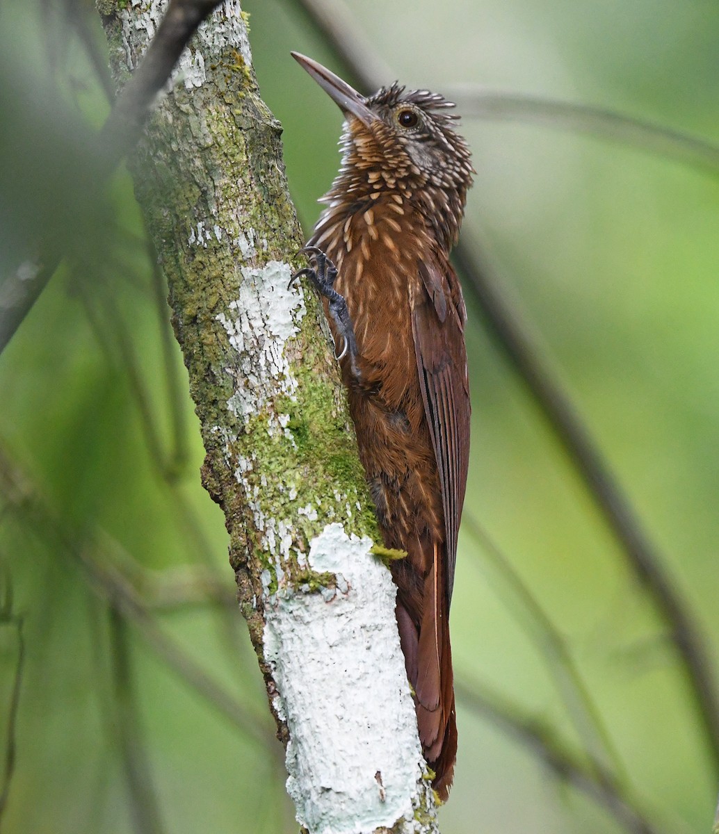 Zimmer's Woodcreeper - ML615101752