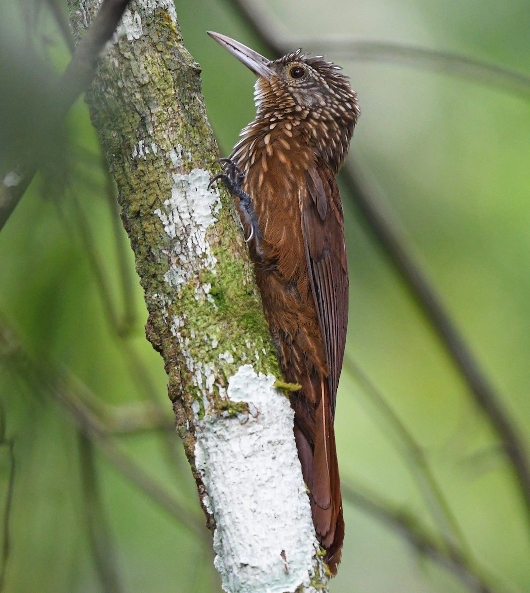 Zimmer's Woodcreeper - ML615101753