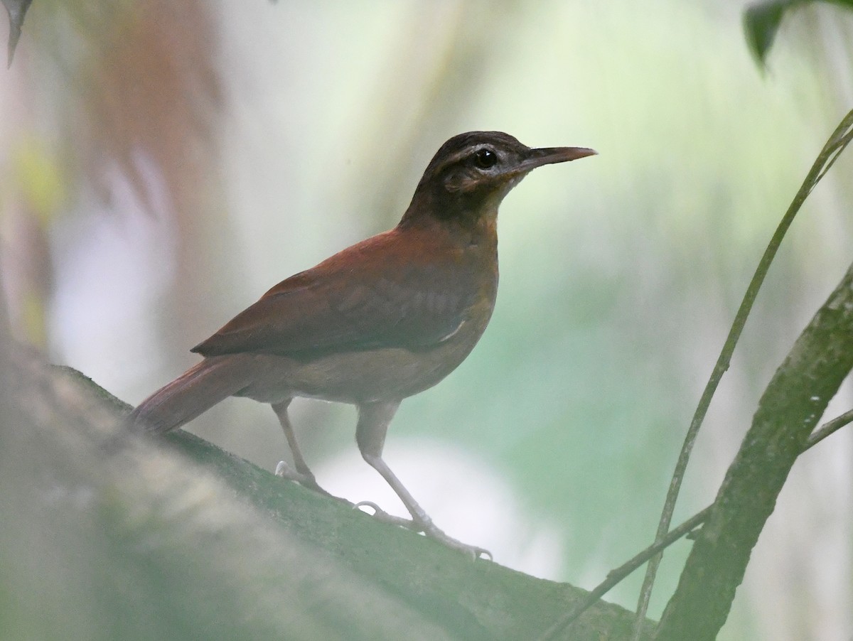 Pale-billed Hornero - Joshua Vandermeulen