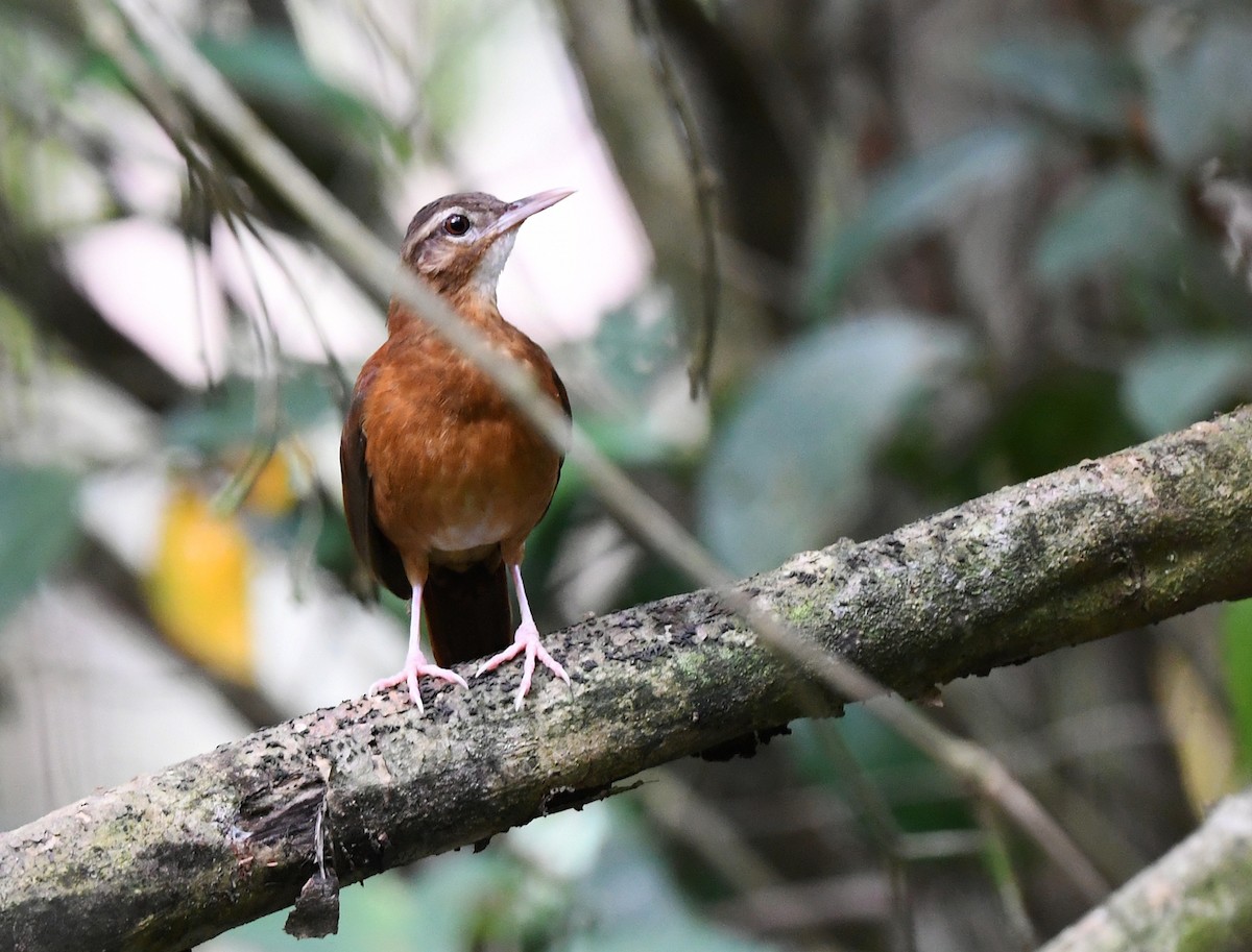 Pale-billed Hornero - Joshua Vandermeulen