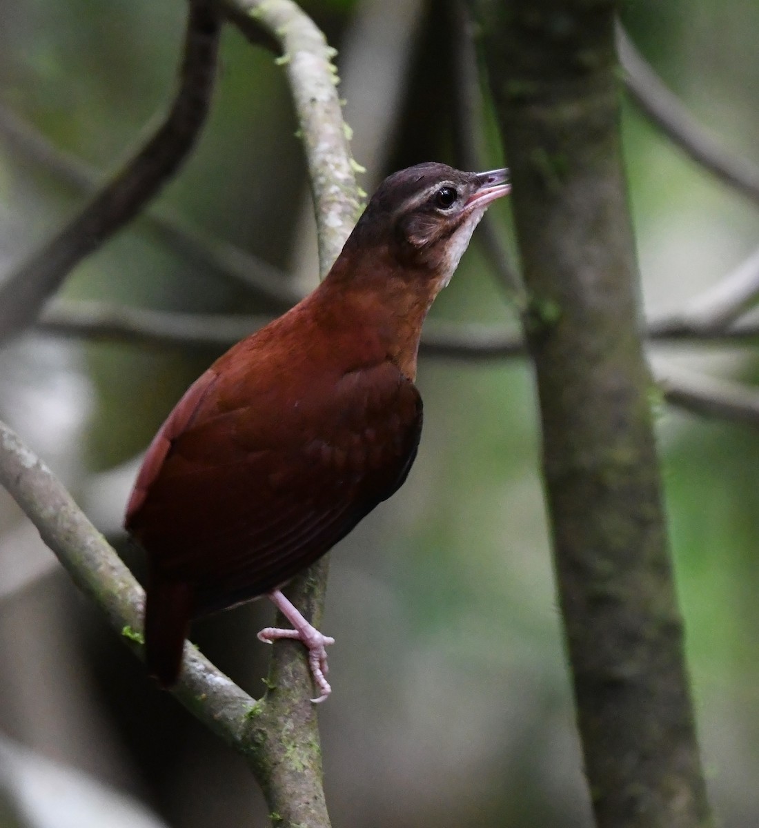 Pale-billed Hornero - ML615101760