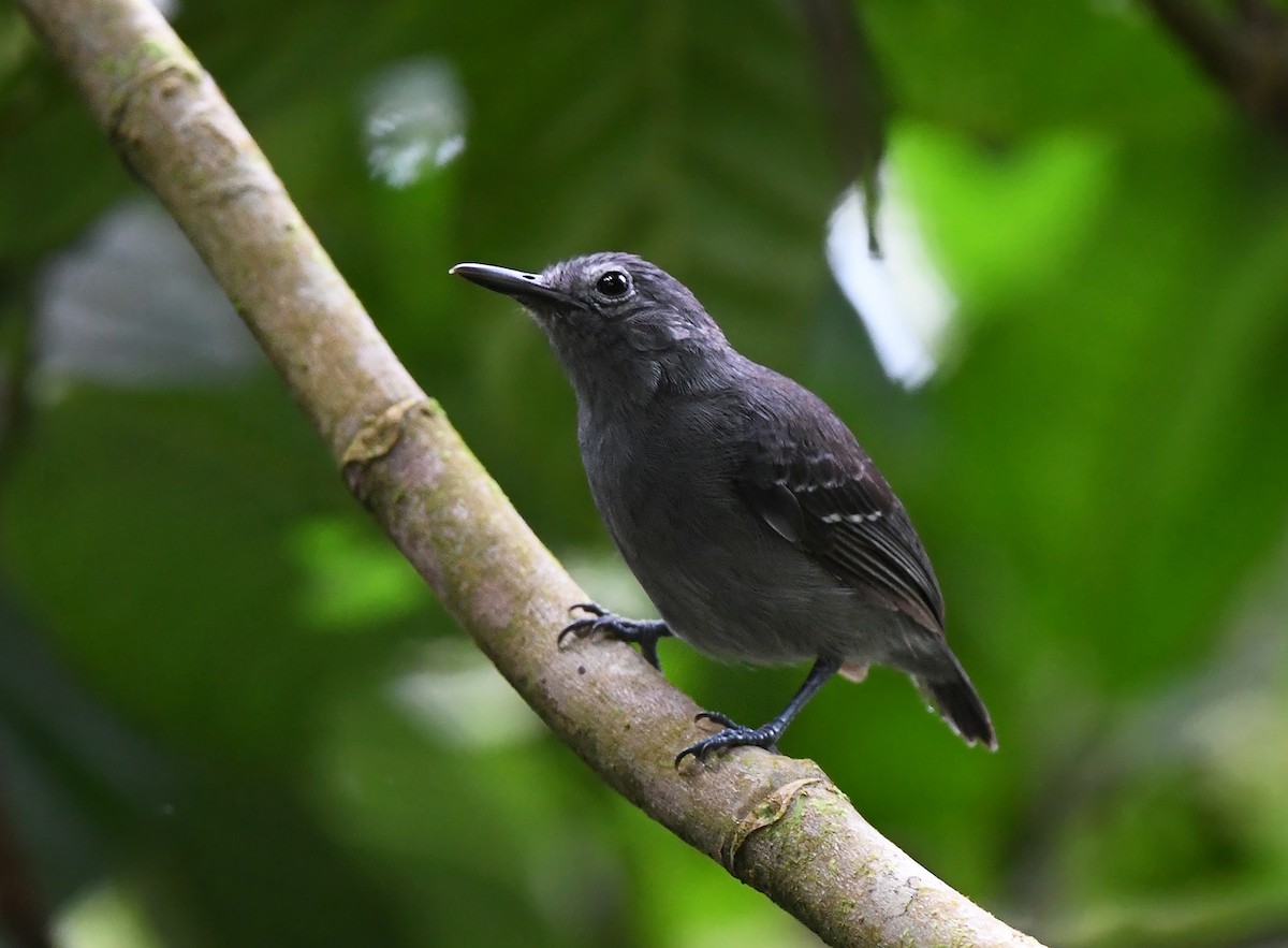 Leaden Antwren - Joshua Vandermeulen