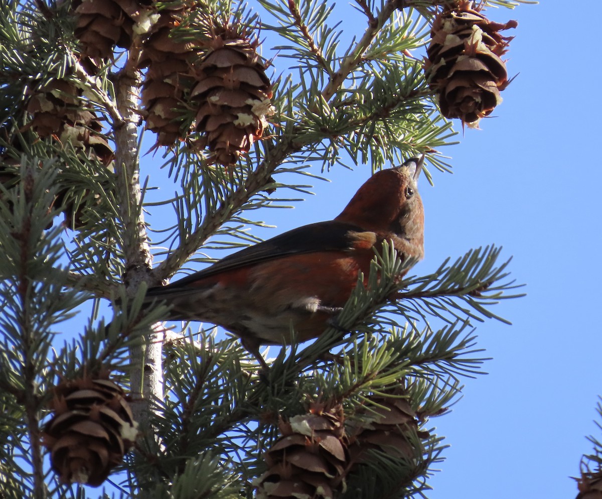 Red Crossbill - Joan Grant