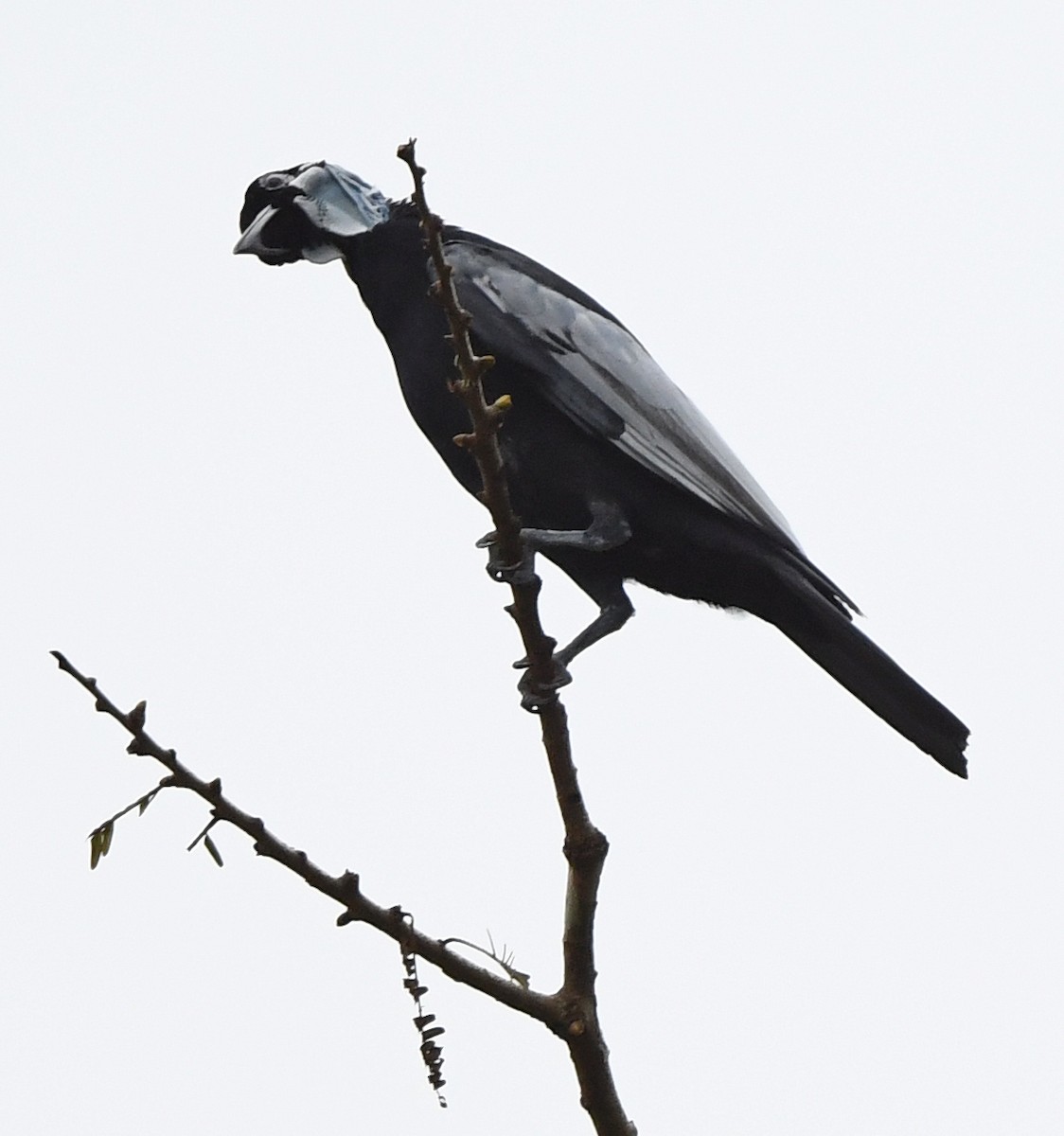 Bare-necked Fruitcrow - Joshua Vandermeulen