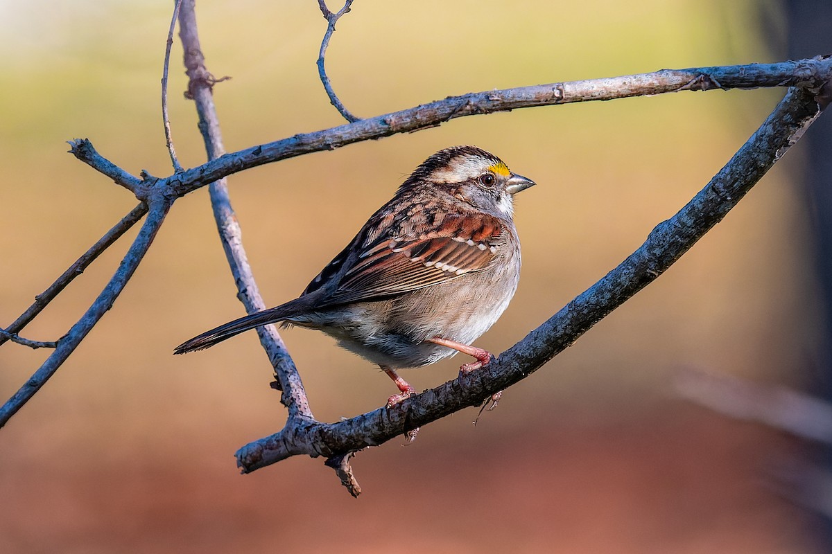 White-throated Sparrow - ML615101794