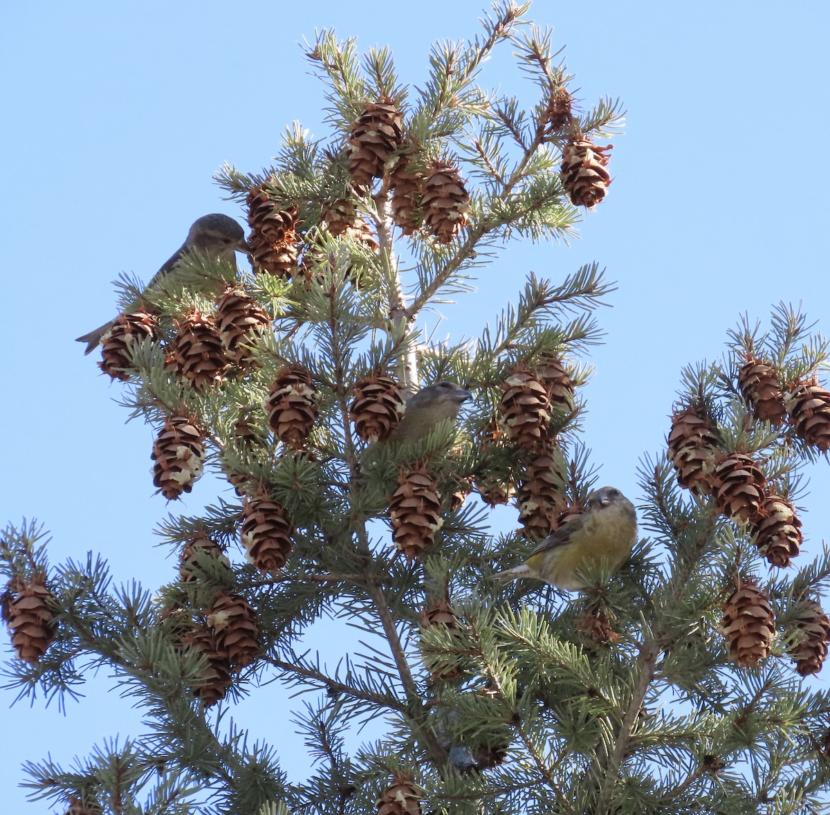 Red Crossbill - ML615101799