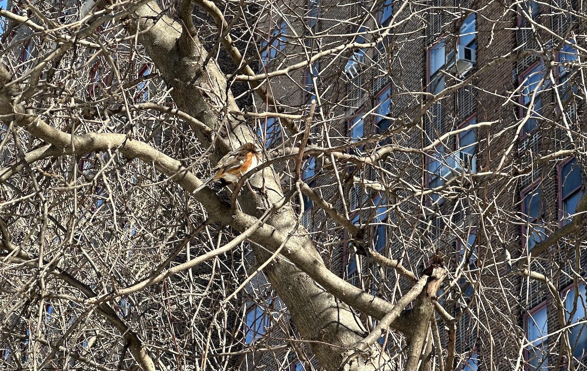 Eastern Towhee - ML615101844