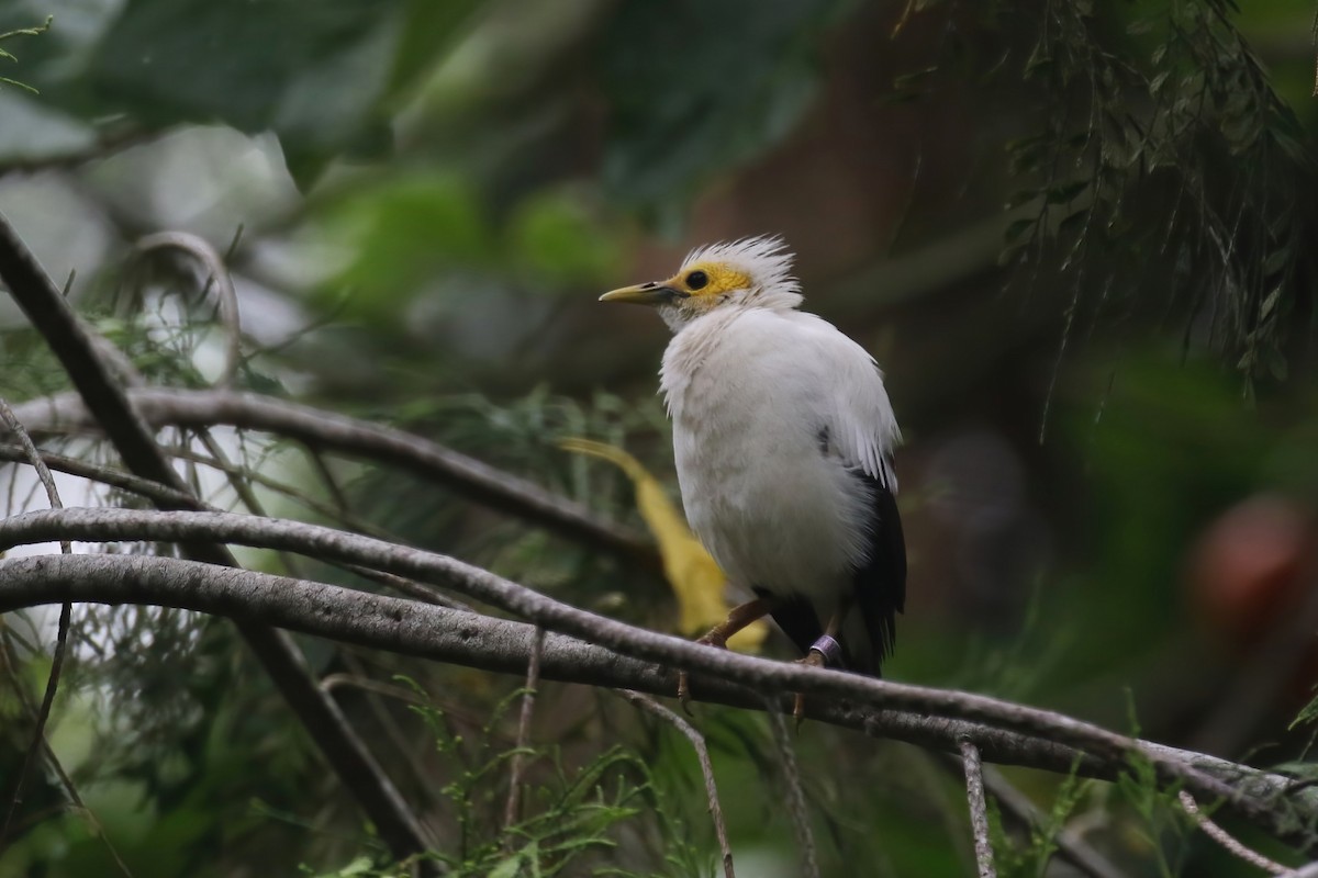 Black-winged Myna - Jildert Hijlkema