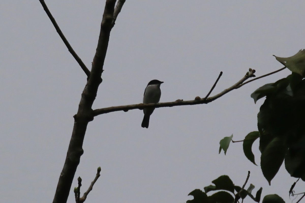 Black-winged Flycatcher-shrike - ML615101854