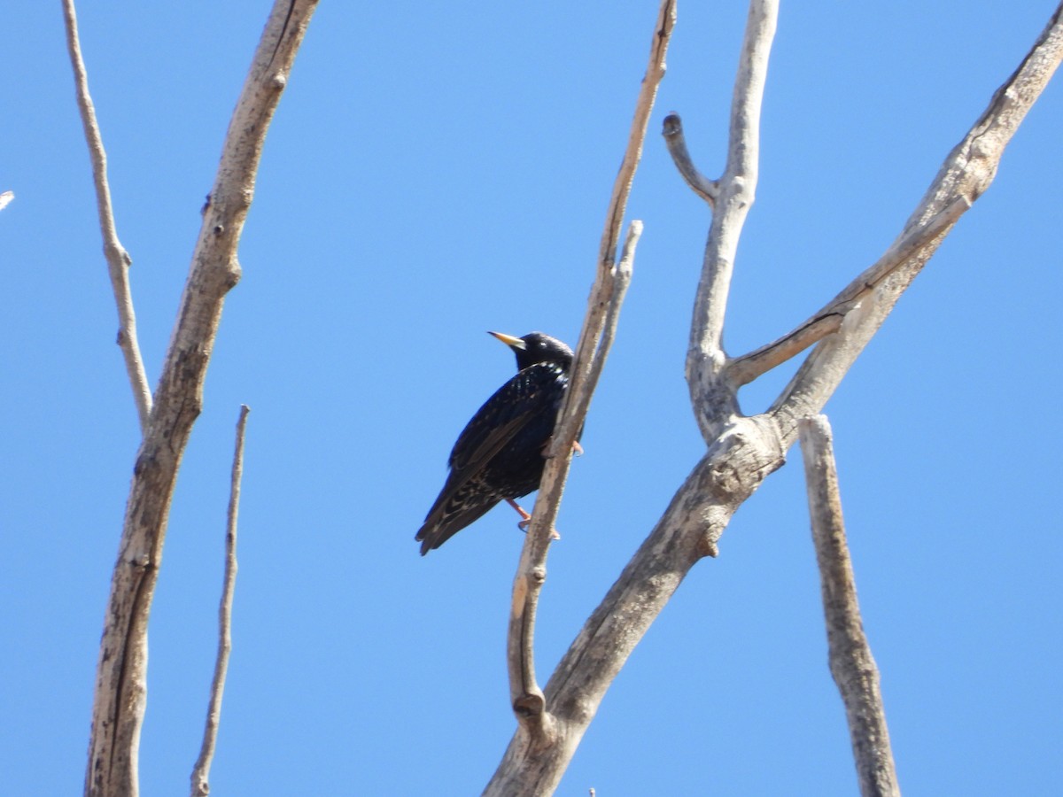 European Starling - ML615101882