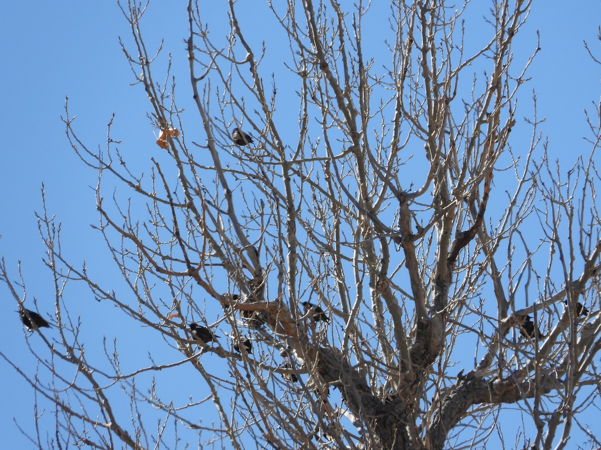 European Starling - ML615101883