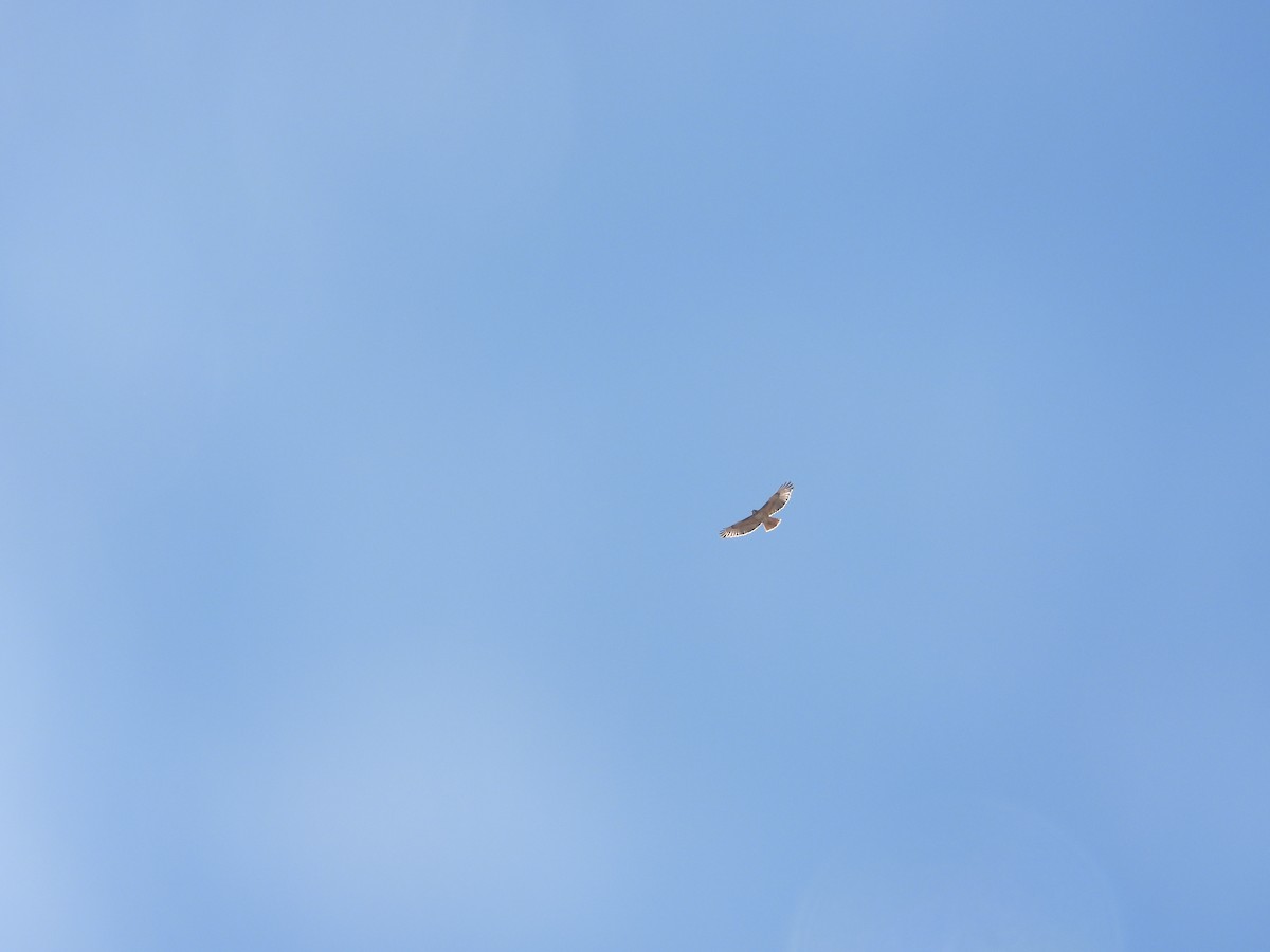 Red-tailed Hawk - ML615101895