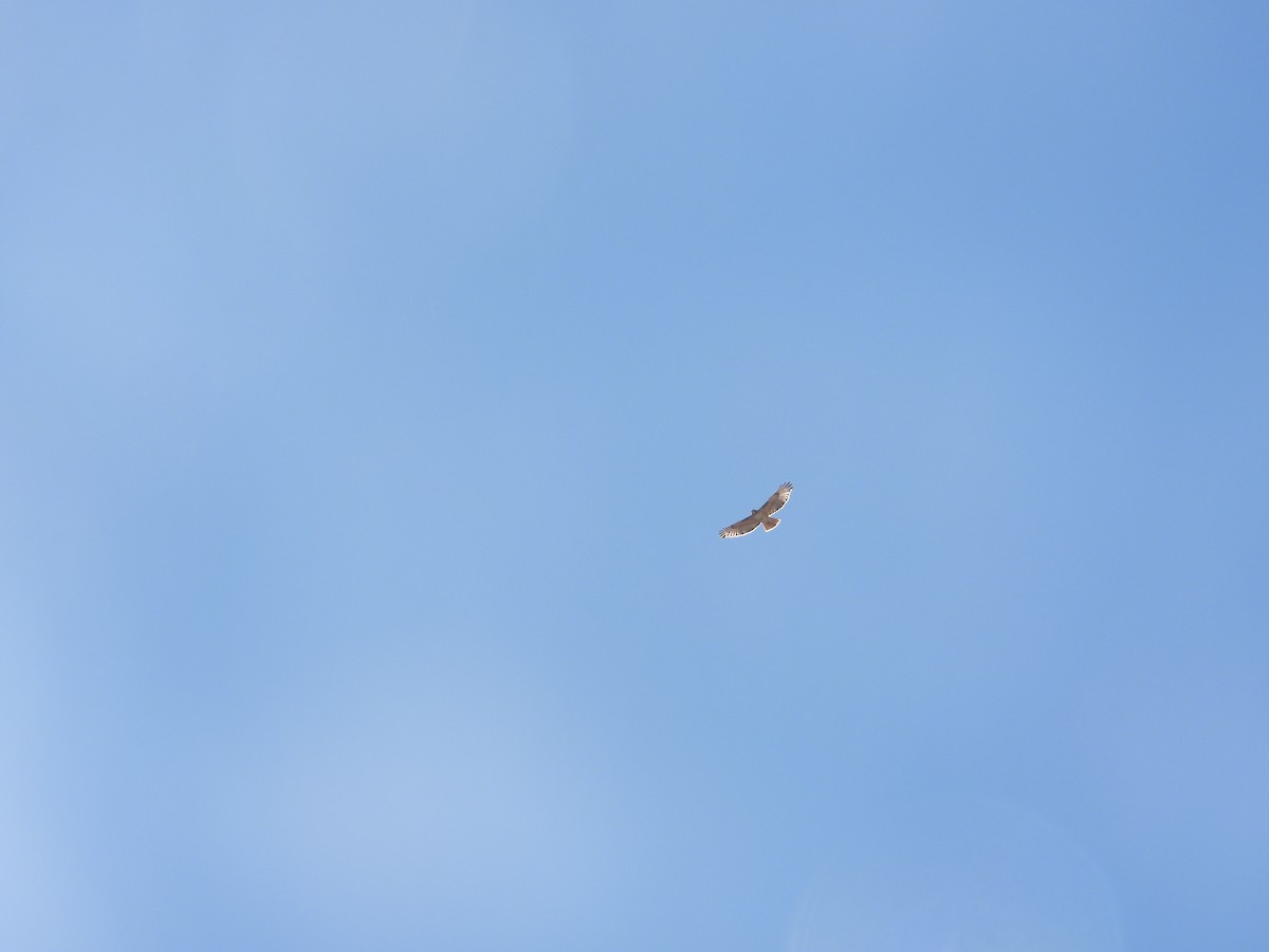 Zapelatz buztangorria - ML615101895