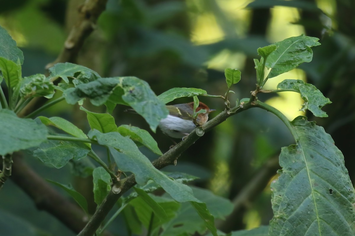 Sunda Warbler - Jildert Hijlkema