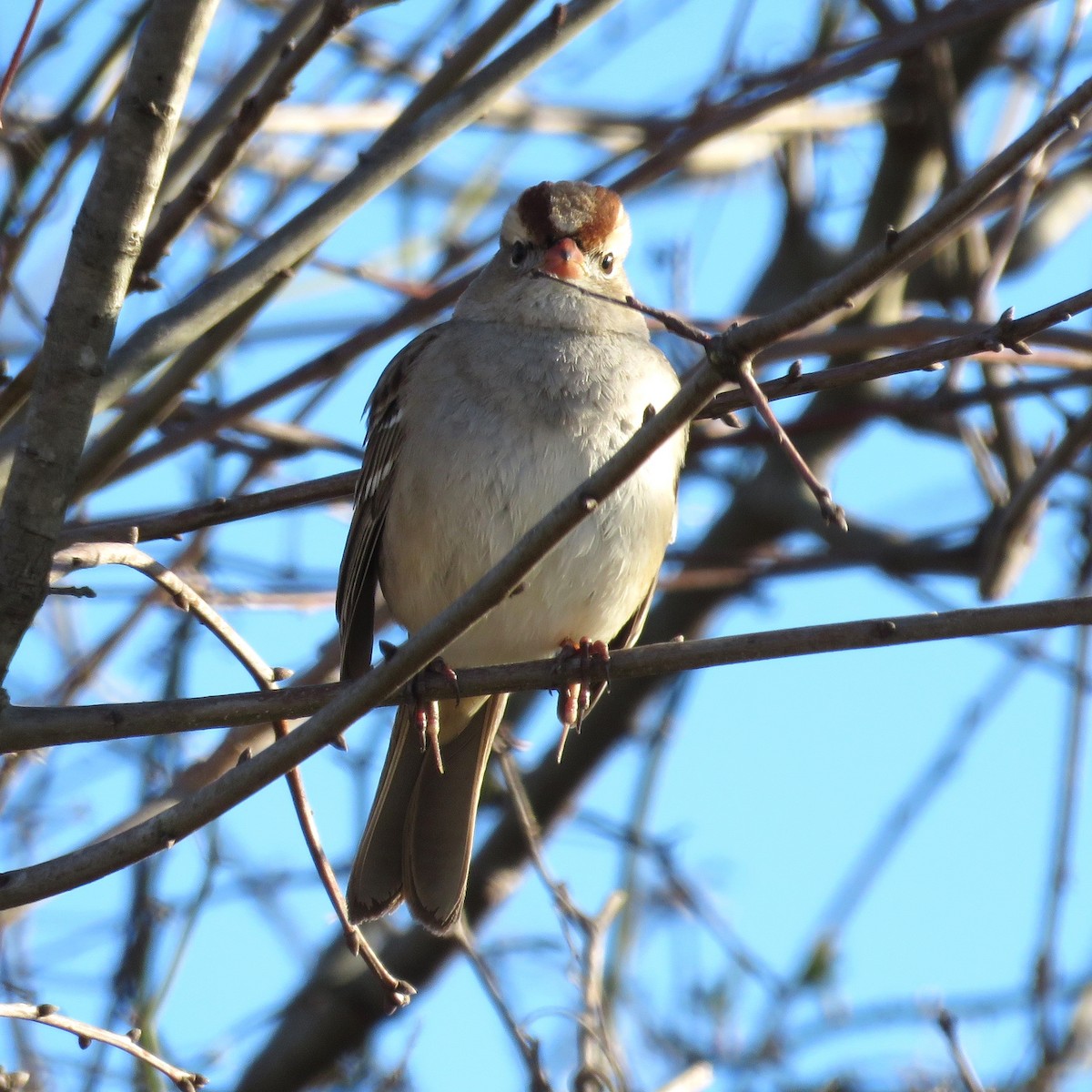 White-crowned Sparrow - ML615101929