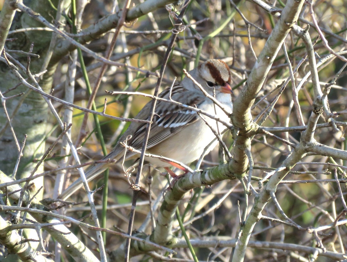 White-crowned Sparrow - ML615101931