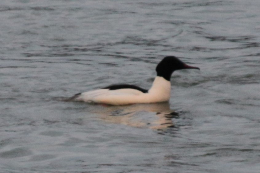 Common Merganser - ML615101940