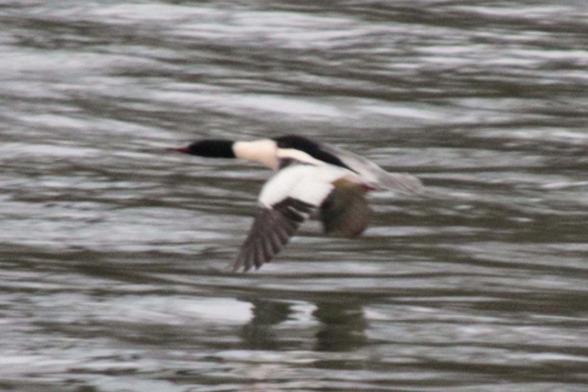 Common Merganser - ML615101941