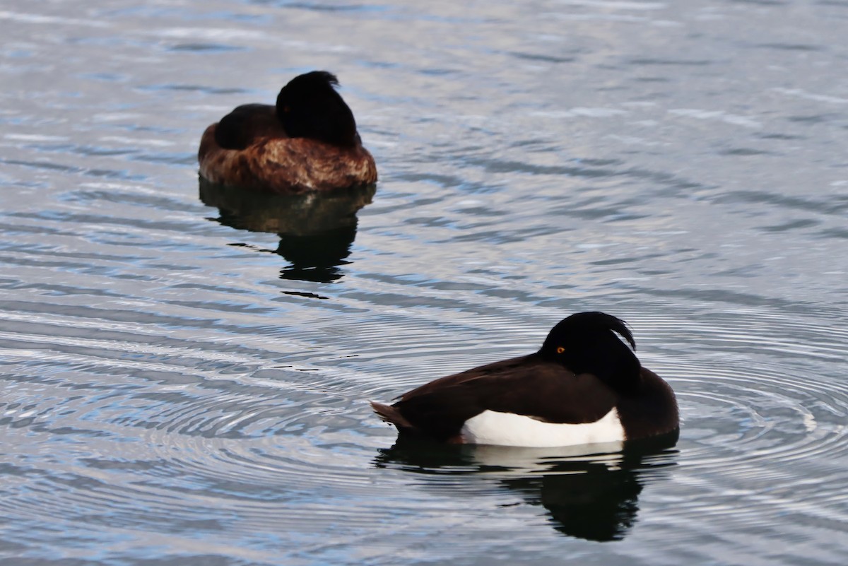 Tufted Duck - Volker Lange