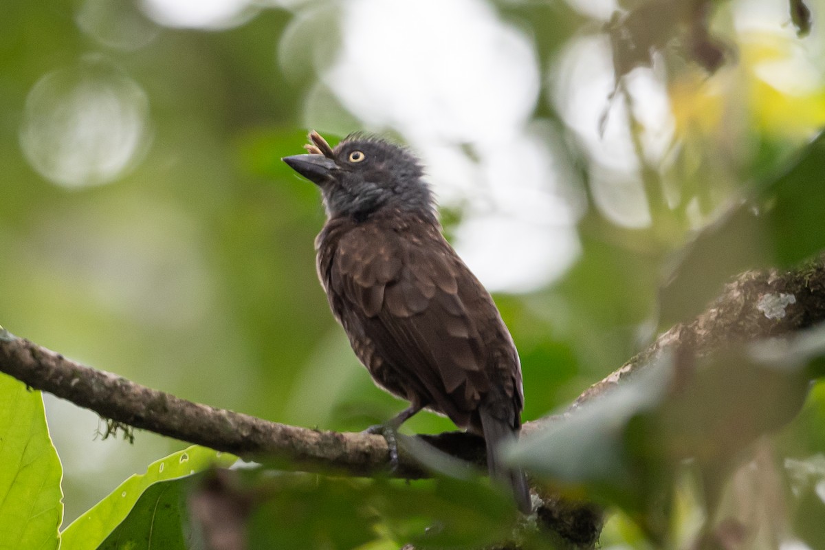 Trauerbartvogel - ML615102044