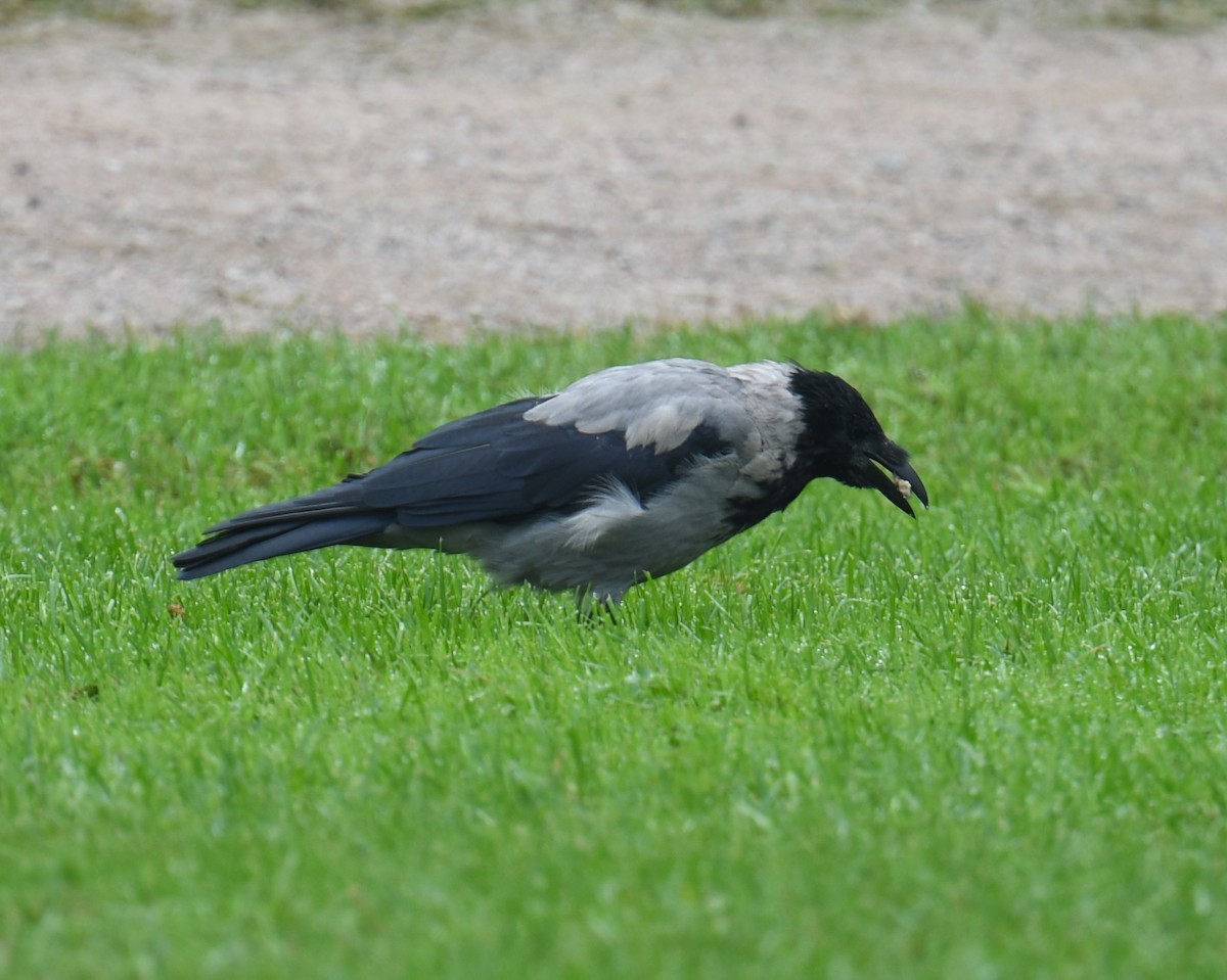 Hooded Crow (Hooded) - ML615102048