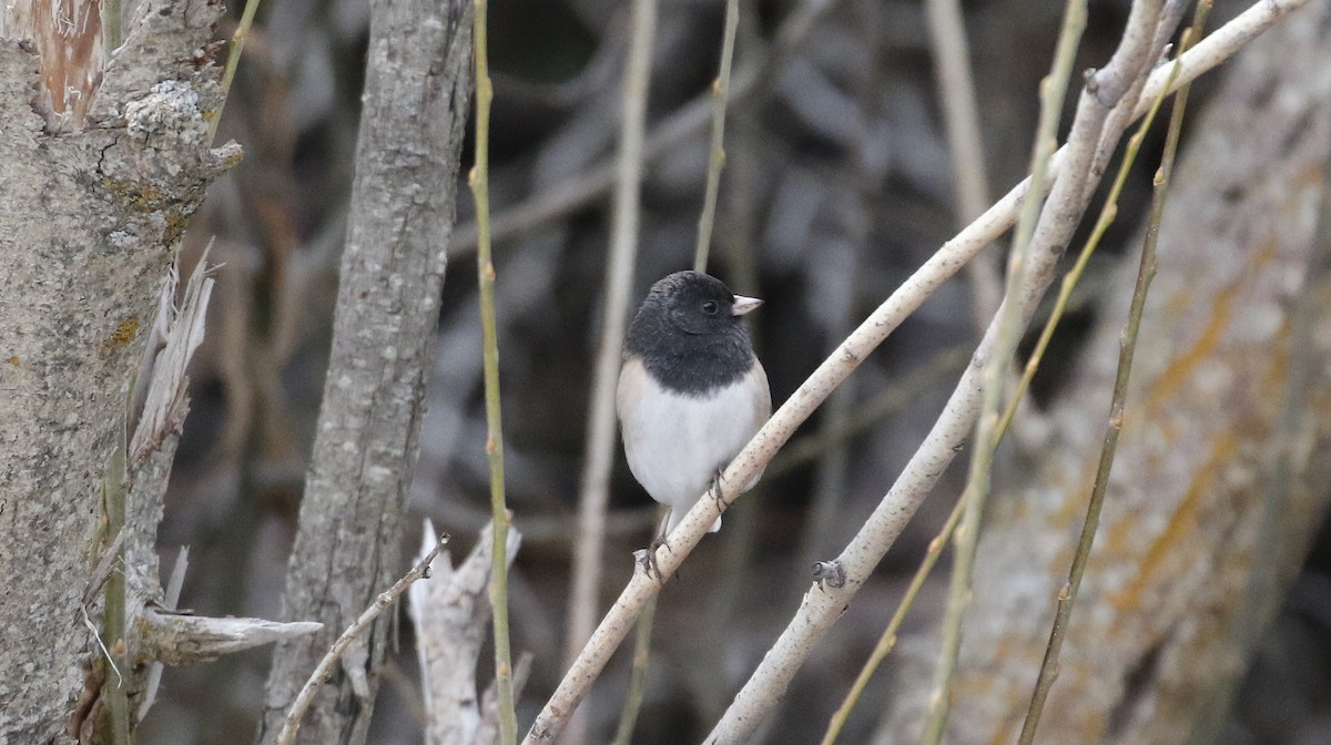 Dark-eyed Junco - Alison Sheehey