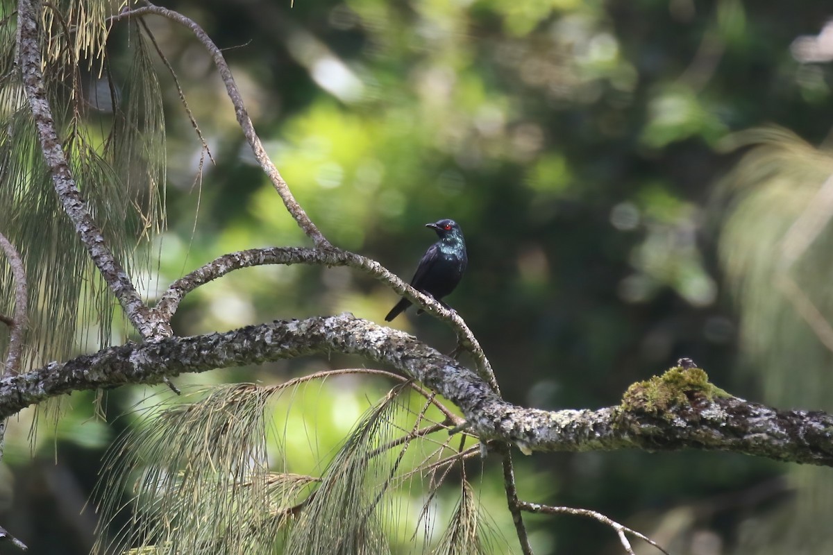 Short-tailed Starling - Jildert Hijlkema