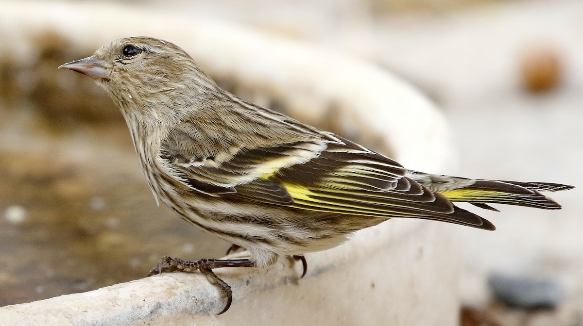 Pine Siskin - Alison Sheehey