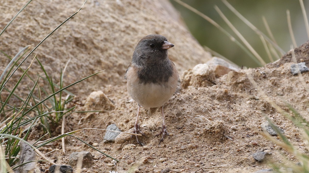 Dark-eyed Junco - ML615102184