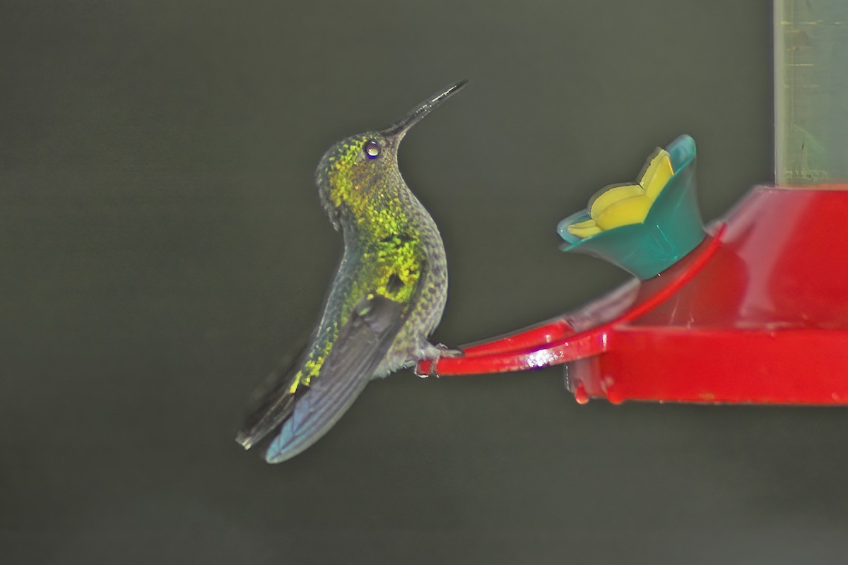 Violet-capped Hummingbird - ML615102195