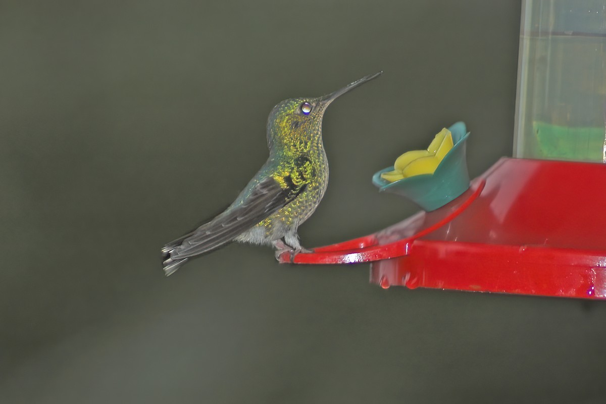 Violet-capped Hummingbird - ML615102196