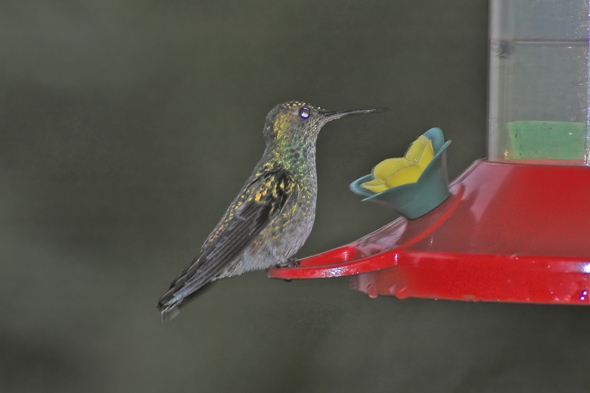 Violet-capped Hummingbird - ML615102197