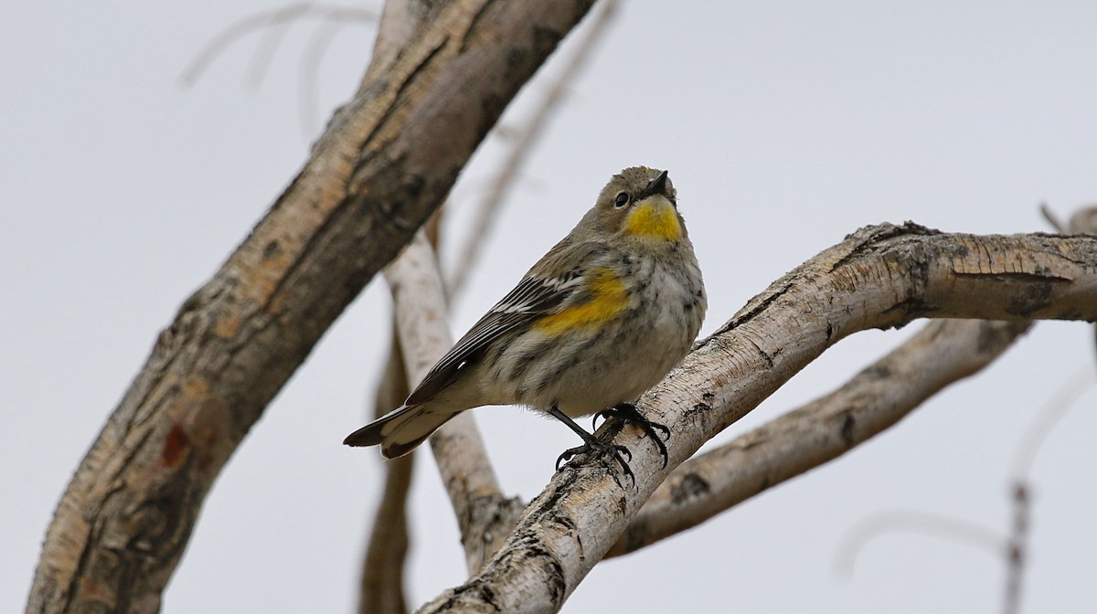 Yellow-rumped Warbler - Alison Sheehey