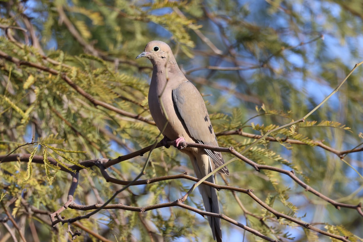 Mourning Dove - ML615102228