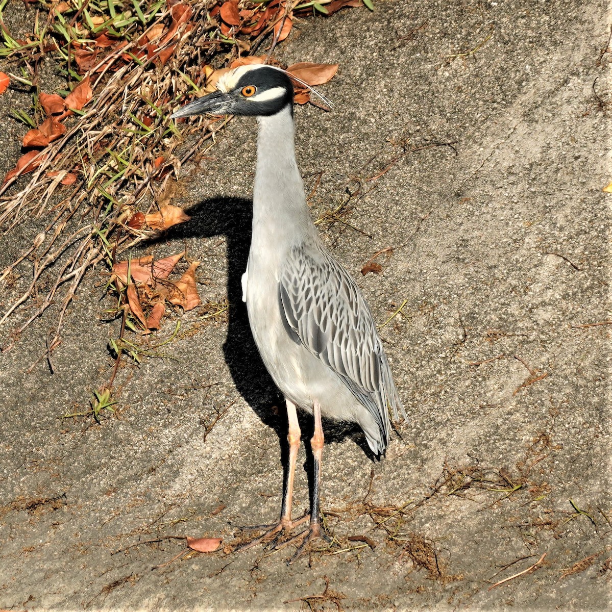 Yellow-crowned Night Heron - ML615102250