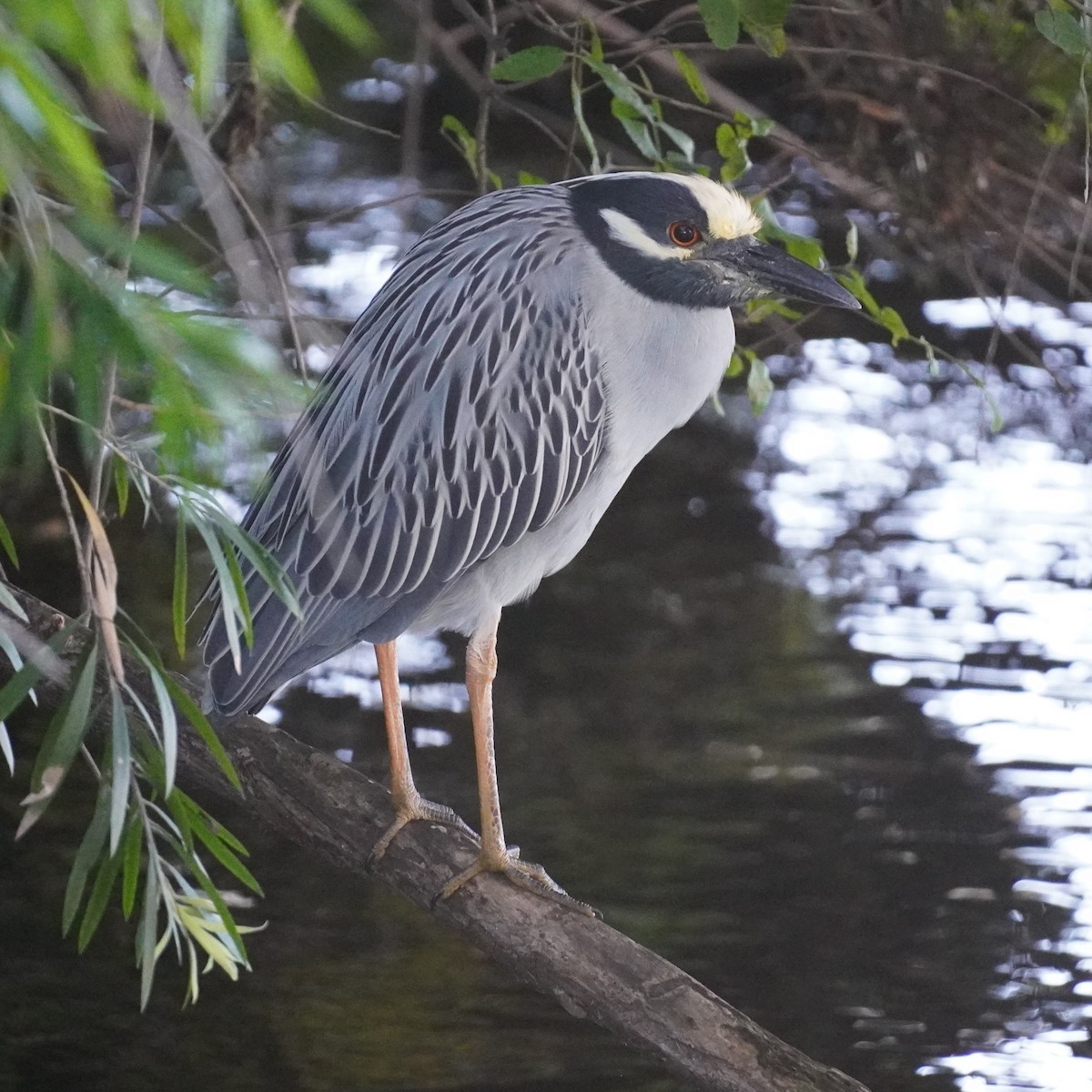 Yellow-crowned Night Heron - ML615102252