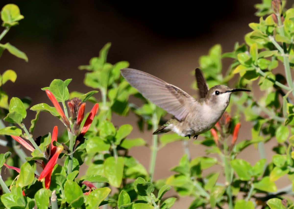 Colibri de Costa - ML615102298