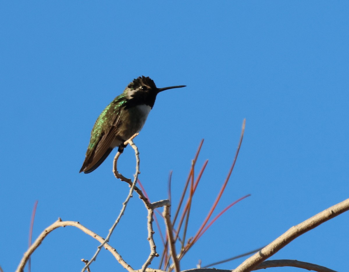 Costa's Hummingbird - ML615102299