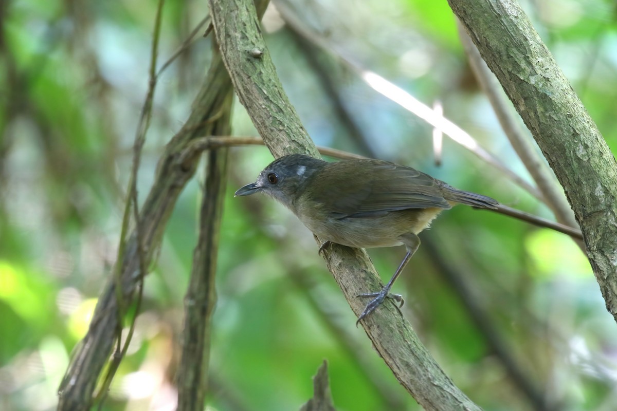 Horsfield's Babbler - ML615102341