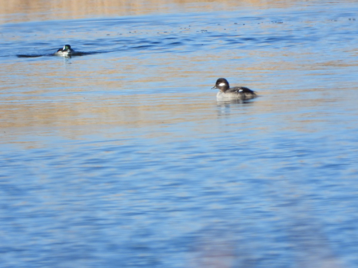 Bufflehead - ML615102405
