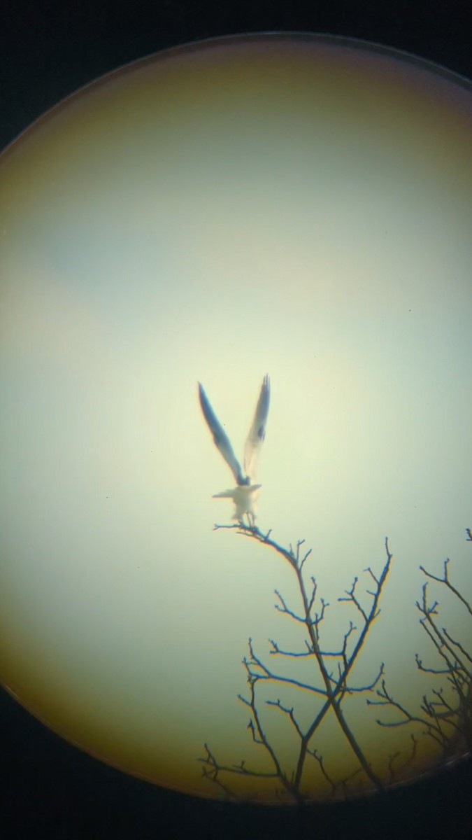 White-tailed Kite - Rachel Rothberg
