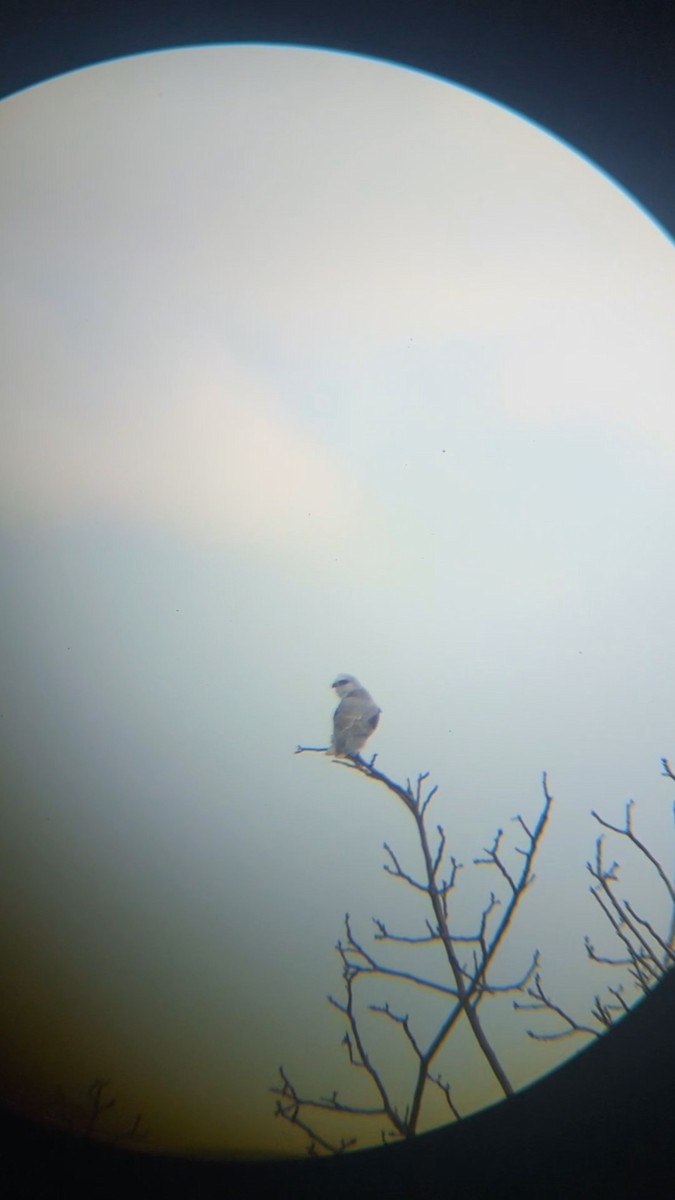 White-tailed Kite - ML615102426