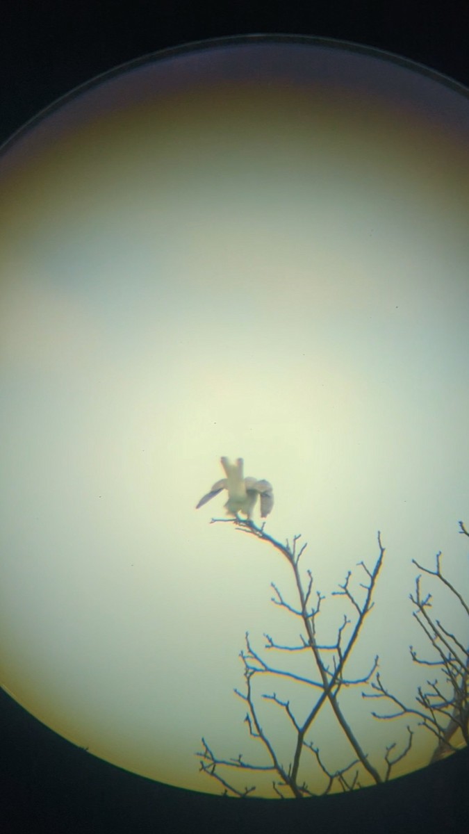 White-tailed Kite - Rachel Rothberg