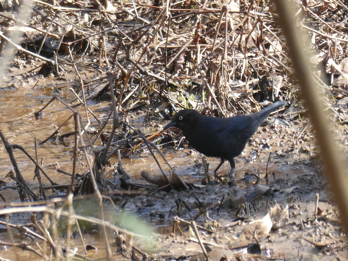 Rusty Blackbird - ML615102471