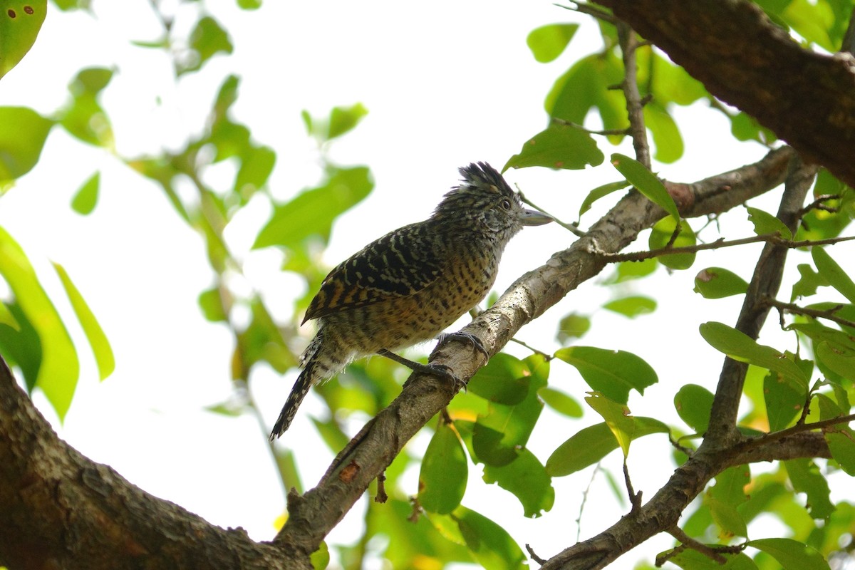 Barred Antshrike - Ryszard Chudzik