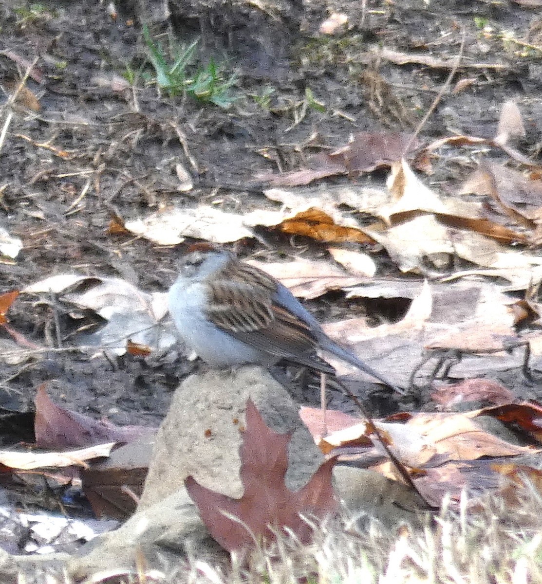 Chipping Sparrow - ML615102526