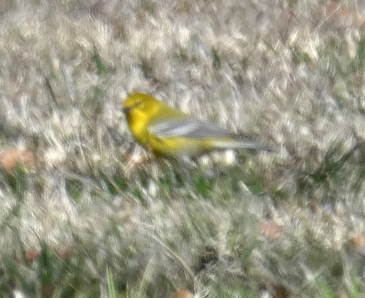 Pine Warbler - ML615102537