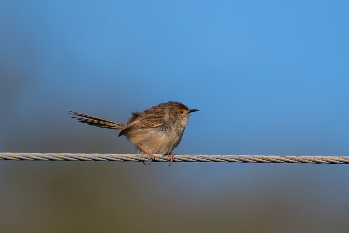 Graceful Prinia - ML615102602